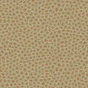 Cole & Son Senzo Spot - 109/6029 Hete Deal